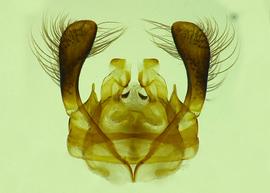  Anthidium atripoides  dorsal view of male genitalia, photo from Gonzalez and Griswold 2013 
